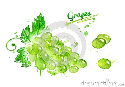 Watercolor bunch of grapes Stock Photo
