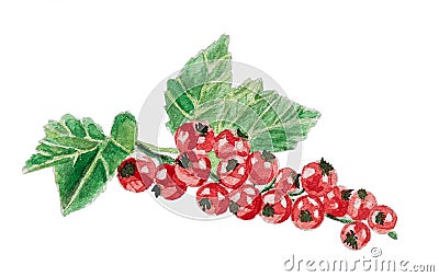 Watercolor bunch of redcurrant isolated on white Cartoon Illustration