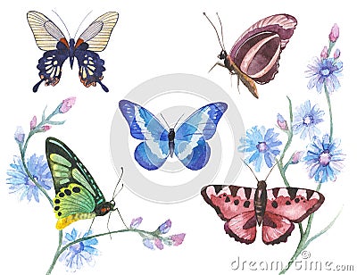 Watercolor butterflies illustration Stock Photo