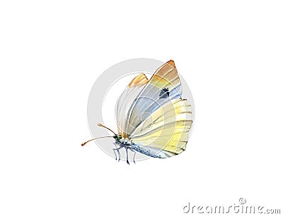 Watercolor butterfly. Realistic insect painting isolated on white. Detailed white and yellow wings. Hand painted summer Cartoon Illustration
