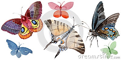 Watercolor butterfly tender insect, intresting moth, isolated wing illustration Cartoon Illustration