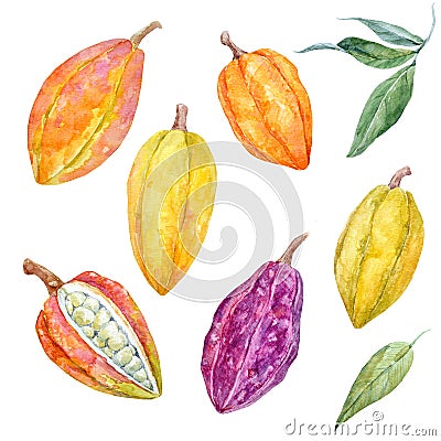 Watercolor cacao fruits set Stock Photo