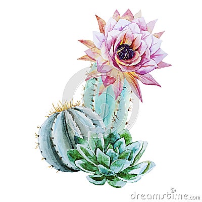 Watercolor cactus Vector Illustration