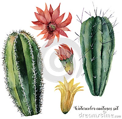 Watercolor cactus and flowers set. Hand painted cereus with red and yellow flower isolated on white background Stock Photo