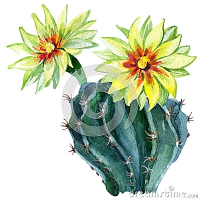 Watercolor cactus isolated on white Cartoon Illustration