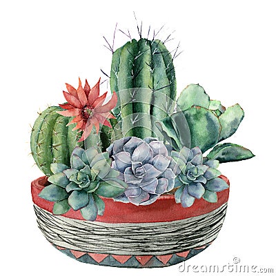 Watercolor cactus with succulent in a pot. Hand painted cereus, echeveria, echinocactus grusonii with red and blue Stock Photo