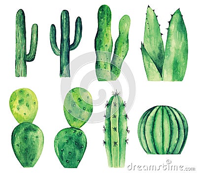 Watercolor cactus vector clip art. Green cacti Vector Illustration