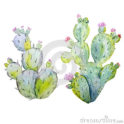 Watercolor cactus vector set Vector Illustration