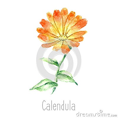 Watercolor calendula herbs. Vector Illustration