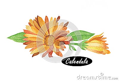 Watercolor calendula illustration Cartoon Illustration