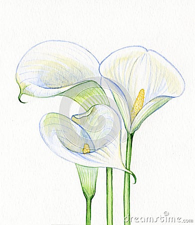 Watercolor Calla white flowers Stock Photo