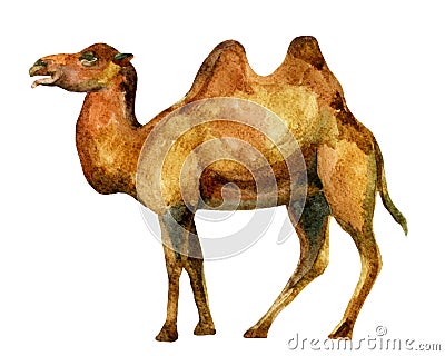 Watercolor camel Cartoon Illustration