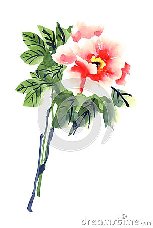 Watercolor camellia flowers Editorial Stock Photo