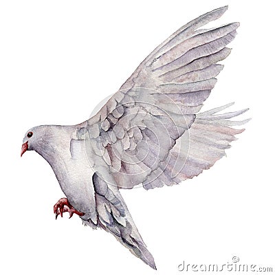 Watercolor card with the flight of a white dove. Hand painted greeting postcard with pigeon bird isolated on white Cartoon Illustration