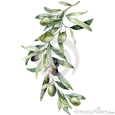 Watercolor card of olive branches with black and green berries. Hand painted nature bouquet isolated on white background Cartoon Illustration