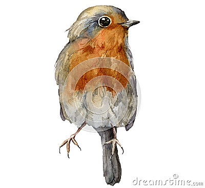 Watercolor card with robin redbreast. Hand painted bird isolated on white background. Wildlife illustration for design Cartoon Illustration