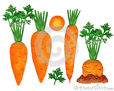 Watercolor carrot growing in the garden bed Stock Photo