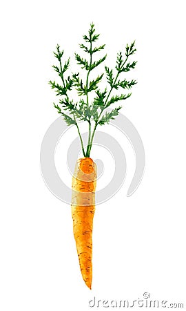 Watercolor carrot. Hand drawn illustration is isolated on white. Orange vegetable Cartoon Illustration