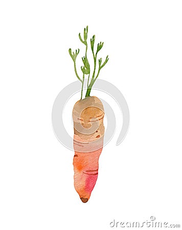 Watercolor carrot illustration. Vegetables in realistic style Cartoon Illustration