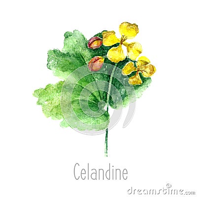 Watercolor celandine herb. Vector Illustration