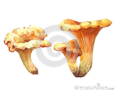 Watercolor chanterelle mushroom illustration isolated Cartoon Illustration