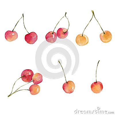 Watercolor cherries isolated on white background. Vector Illustration