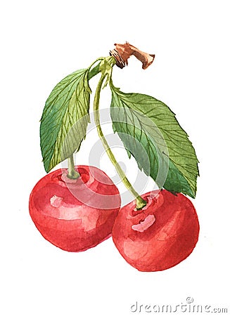 Watercolor cherry branch with cherries isolated Cartoon Illustration