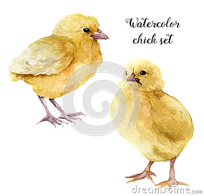 Watercolor chick set. Hand painted young chucken isolated on white background. Cute baby bird illustration for design. Cartoon Illustration