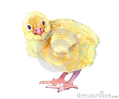 Watercolor chicken, cock, rooster bird isolated Stock Photo