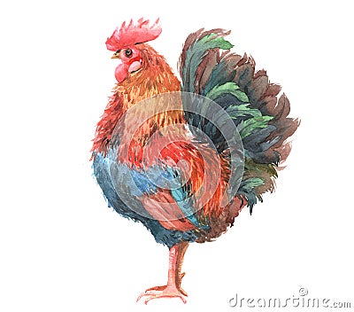 Watercolor chicken, cock, rooster bird isolated Stock Photo