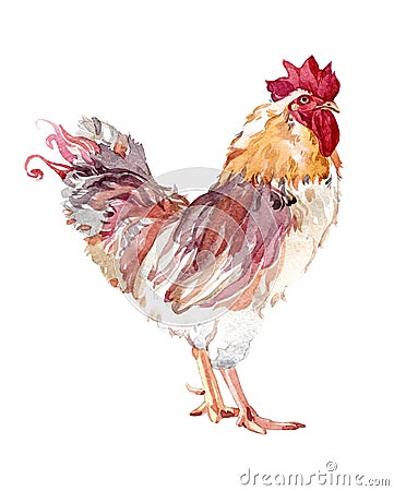 Watercolor chicken, cock, rooster bird isolated Stock Photo