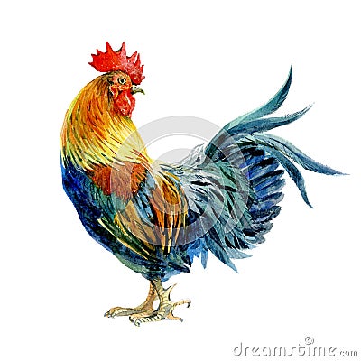 Watercolor chicken, cock, rooster bird isolated Stock Photo