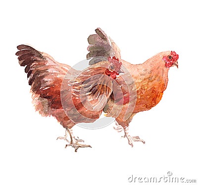 Watercolor chicken, cock, rooster bird Stock Photo
