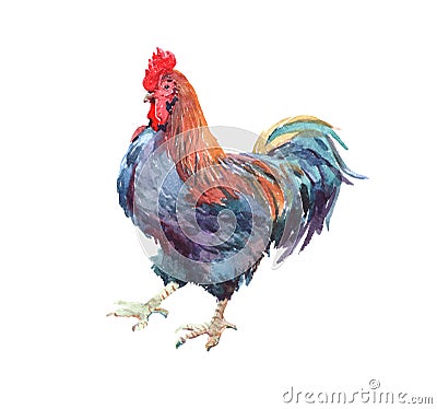Watercolor chicken, cock, rooster bird isolated Stock Photo