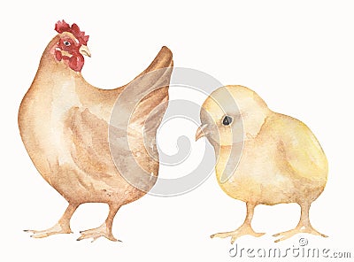Watercolor chicken and hen bird isolated on a white background. Hand drawn colorful farm bird illustration Cartoon Illustration