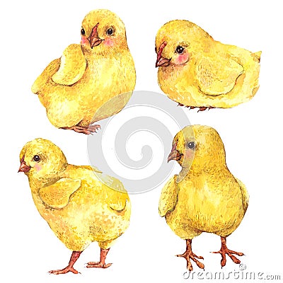 Watercolor chicks isolated on a white background Cartoon Illustration