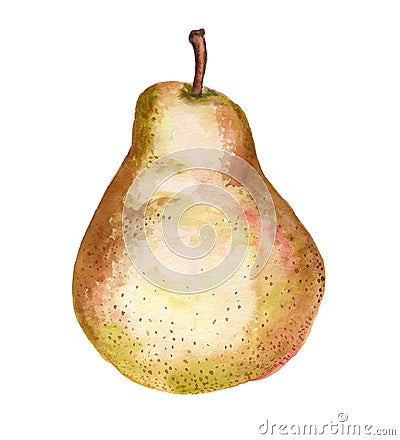 Watercolor Chinese pear Stock Photo