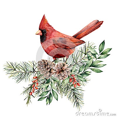 Watercolor Christmas card with cardinal and floral decor. Hand painted bird, pine cones, fir and eucalyptus branches Stock Photo