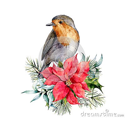Watercolor Christmas card with robin and winter design. Hand painted bird with poinsettia, mistletoe, fir branch and Vector Illustration