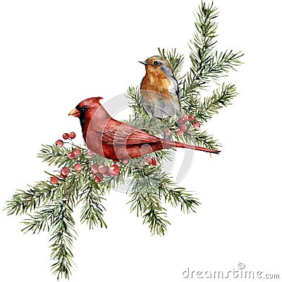 Watercolor Christmas composition of red cardinal, robin and spruce branches. Hand painted holiday card of bird and Stock Photo