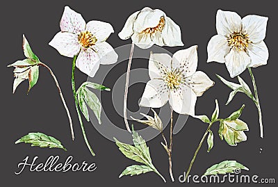 Watercolor christmas floral hellebore set Stock Photo