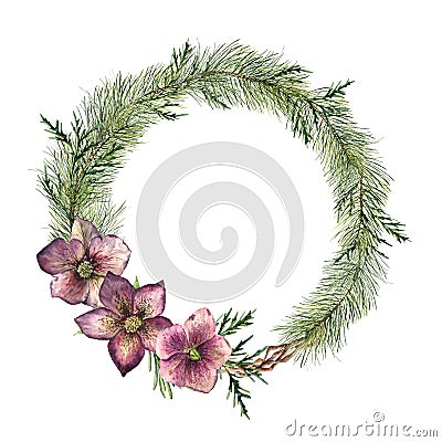Watercolor Christmas floral wreath with hellebore flowers. Hand painted Christmas tree branch, cedar and hellebore with Stock Photo