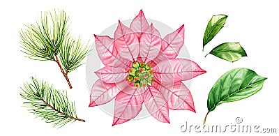 Watercolor Christmas florals collection. Pink poinsettia flower, pine branches, holly leaves. Abstract transparent Cartoon Illustration