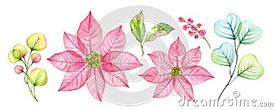Watercolor Christmas florals collection. Pink poinsettia flowers, berries, eucalyptus leaves. Abstract transparent Cartoon Illustration