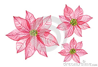 Watercolor Christmas flowers collection. Big and small pink poinsettia. Abstract transparent flower. Hand painted Cartoon Illustration