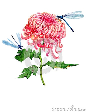 Watercolor chrysanthemum illustration Cartoon Illustration