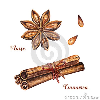 Watercolor cinnamon sticks and anise Vector Illustration