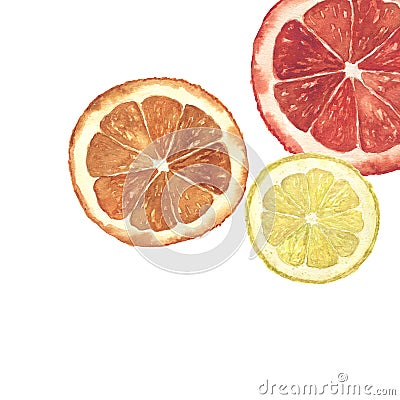 Watercolor citrus illustration. Hand painted orange, lemon and grapefruit slice background isolated on white background Cartoon Illustration