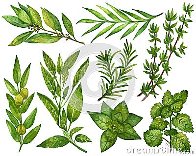 Watercolor clip art collection of fresh herbs isolated Stock Photo