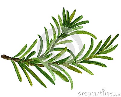 Watercolor clip art collection of fresh herbs isolated: mint, rosemary, sage, oregano, bay l Stock Photo